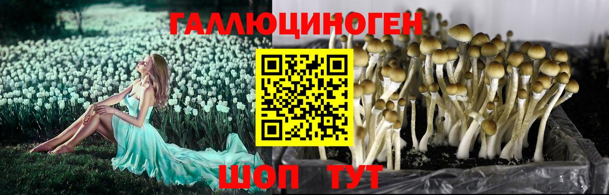 где купить   Вход с VPN  Краснокаменск  Псилоцибиновые грибы Psilocybine cubensis 