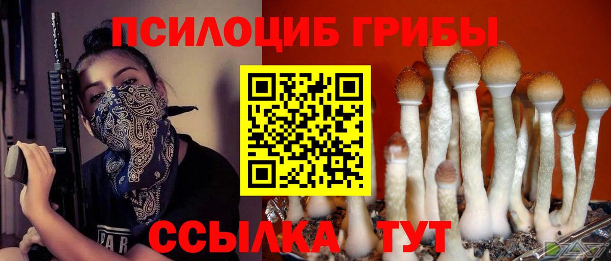 Псилоцибиновые грибы Psilocybe Краснокаменск